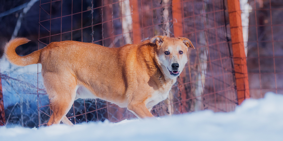 Топ-5 странностей наших собак :)
