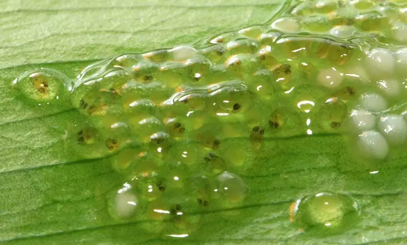 Икра на листе вне воды