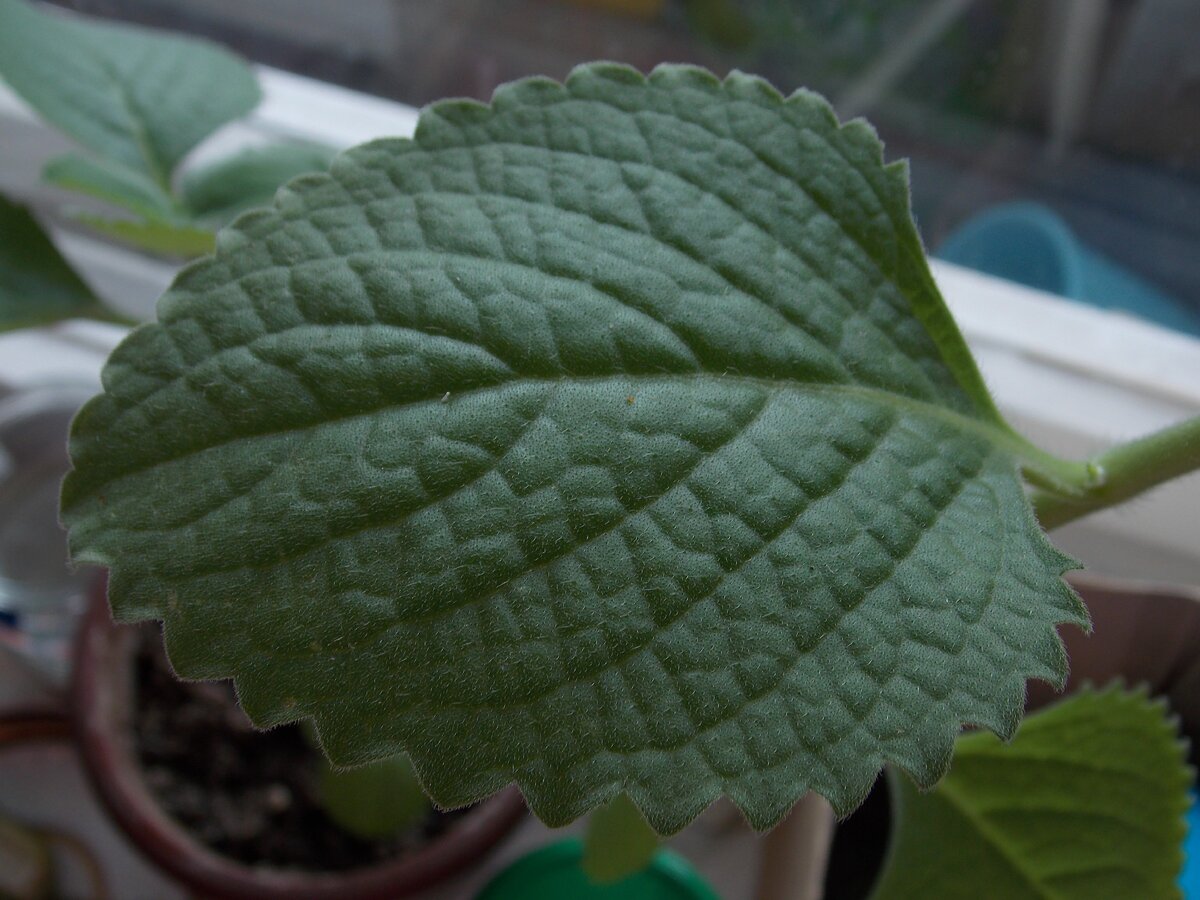 Изображение предоставлено автором статьи