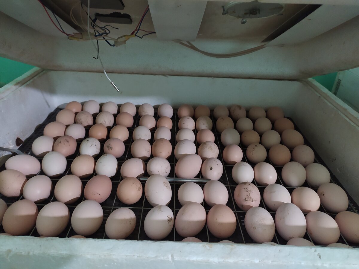 Фото автора Яйца уже в инкубаторе