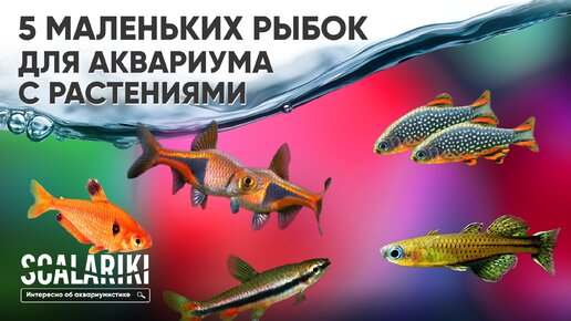 5 самых маленьких рыбок для аквариума с живыми растениями