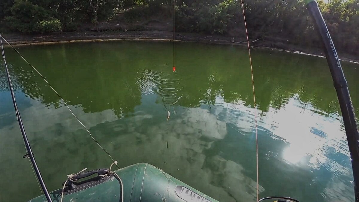 Первый живец на поплавок-поппер
