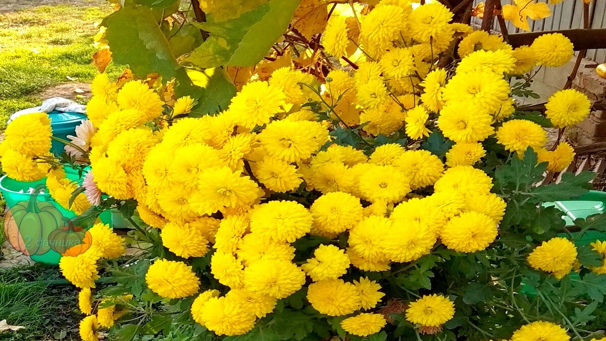 Мои хризантемы, украшение сада. Очень люблю желтые. (Листайте➡)