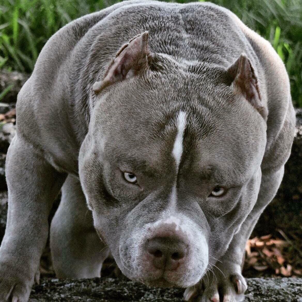 Бойцовские собаки должны быть мускулистыми, мощными и быстрыми. Поскольку питбулей растили и воспитывали в основном для сражений, их долгое время учили быть агрессивными и злобными. Несмотря на это, эти собаки могут быть добрыми и ласковыми. Все зависит только от вашего воспитания.