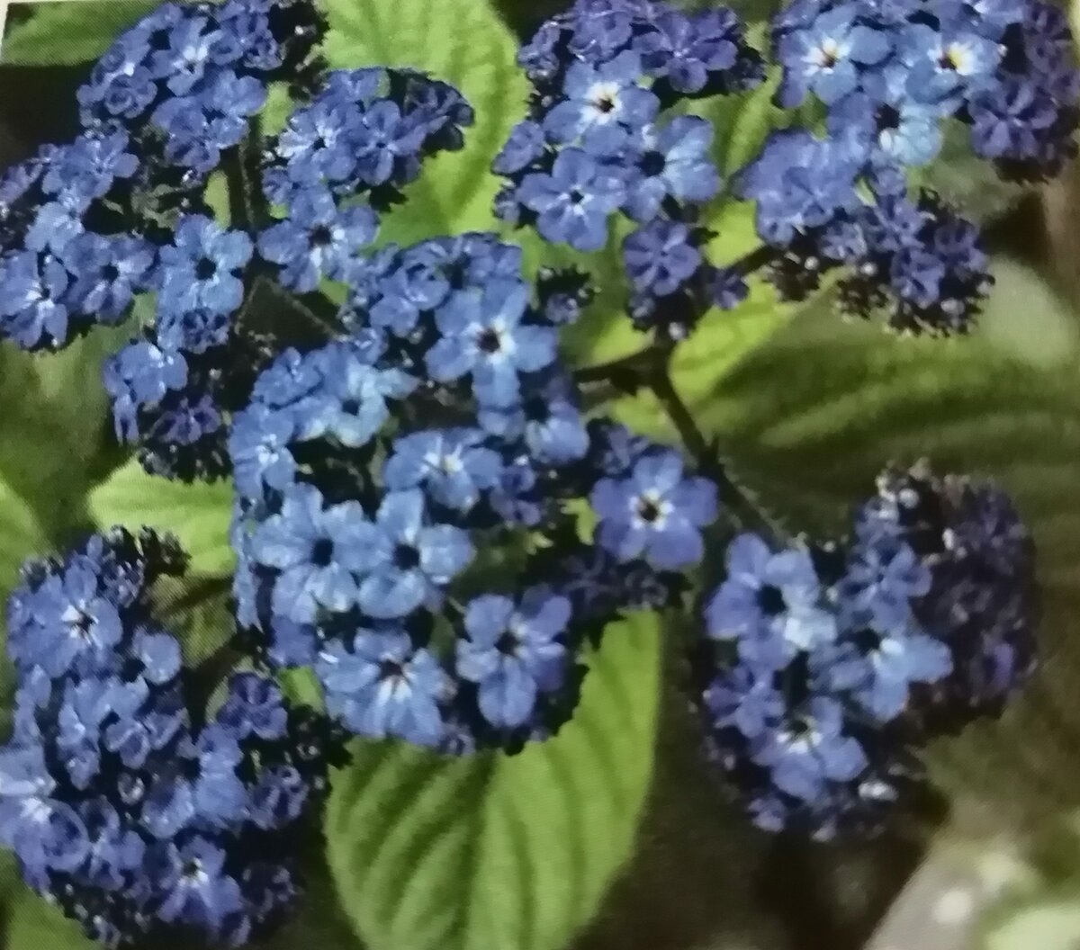 H. babu blue