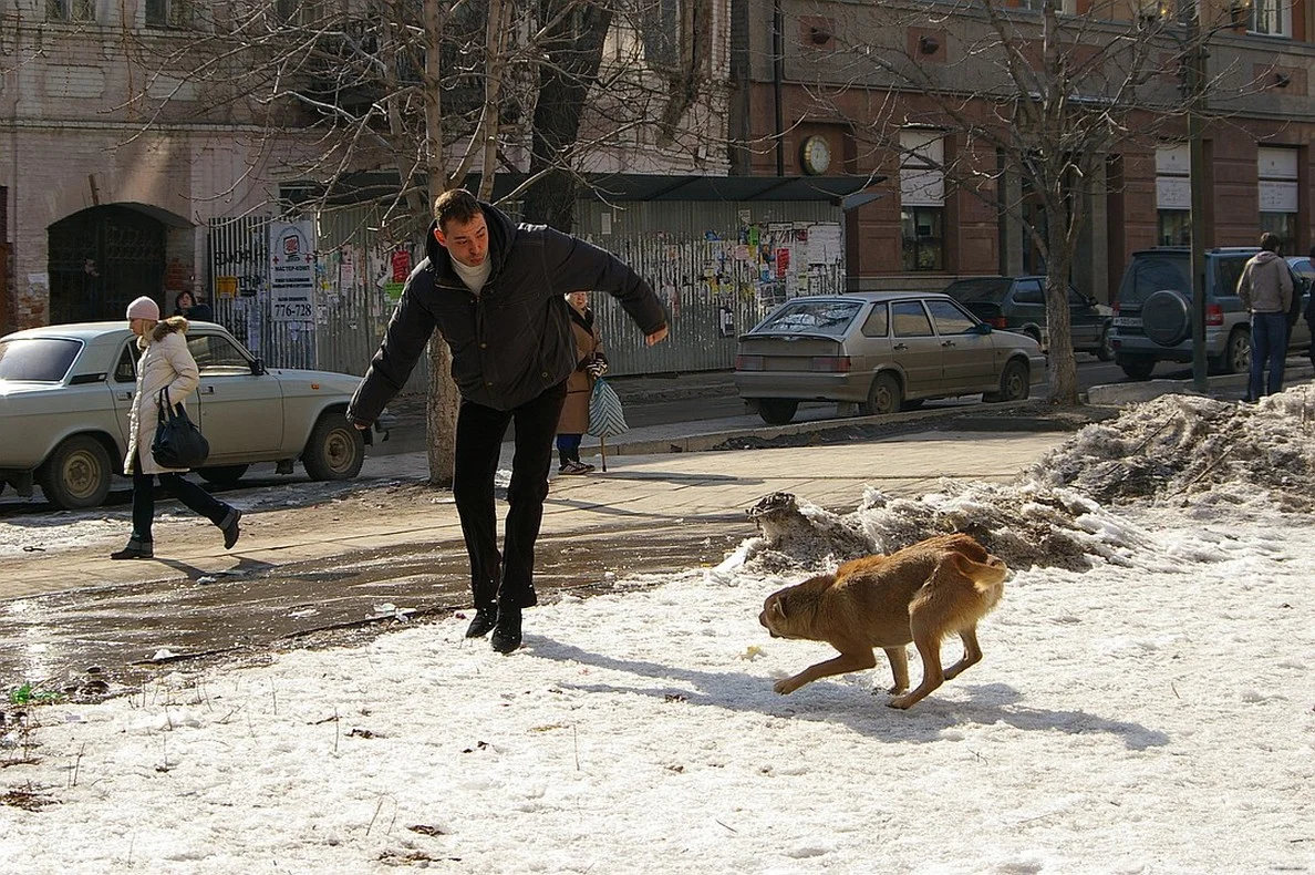 бродячие собаки нападают.