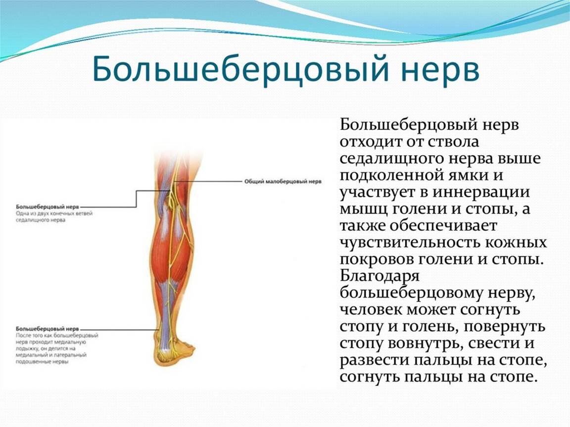 Малоберцовый нерв. Большеберцовый нерв - nervus Tibialis. Ветви большеберцового нерва. Конечные ветви большеберцового нерва. Большеберцовый и малоберцовый нерв.