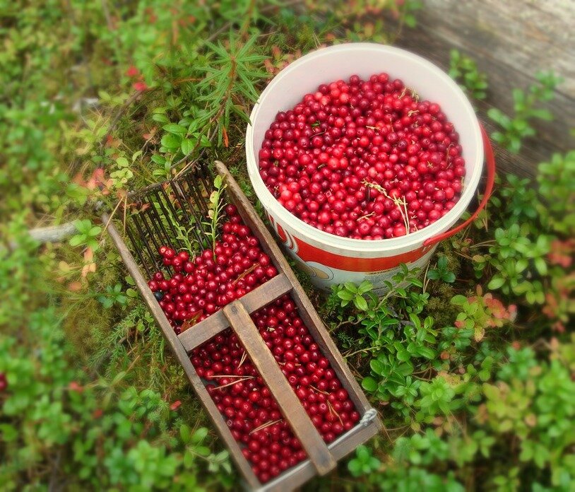 Красное золото Карелии - брусника. Фото из интернета