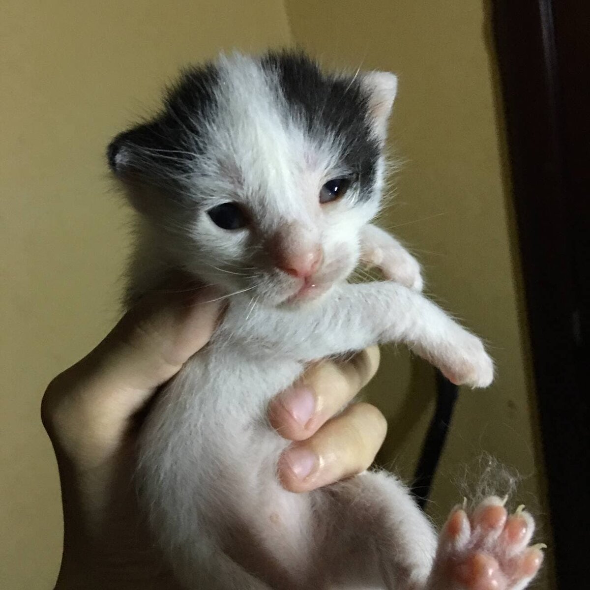 Так выглядели самые юные крохи. Уже тогда проблемы со здоровьем были заметны. 