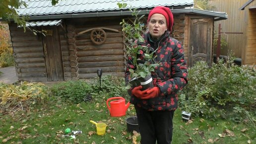 Скачать видео: Как правильно посадить голубику осенью