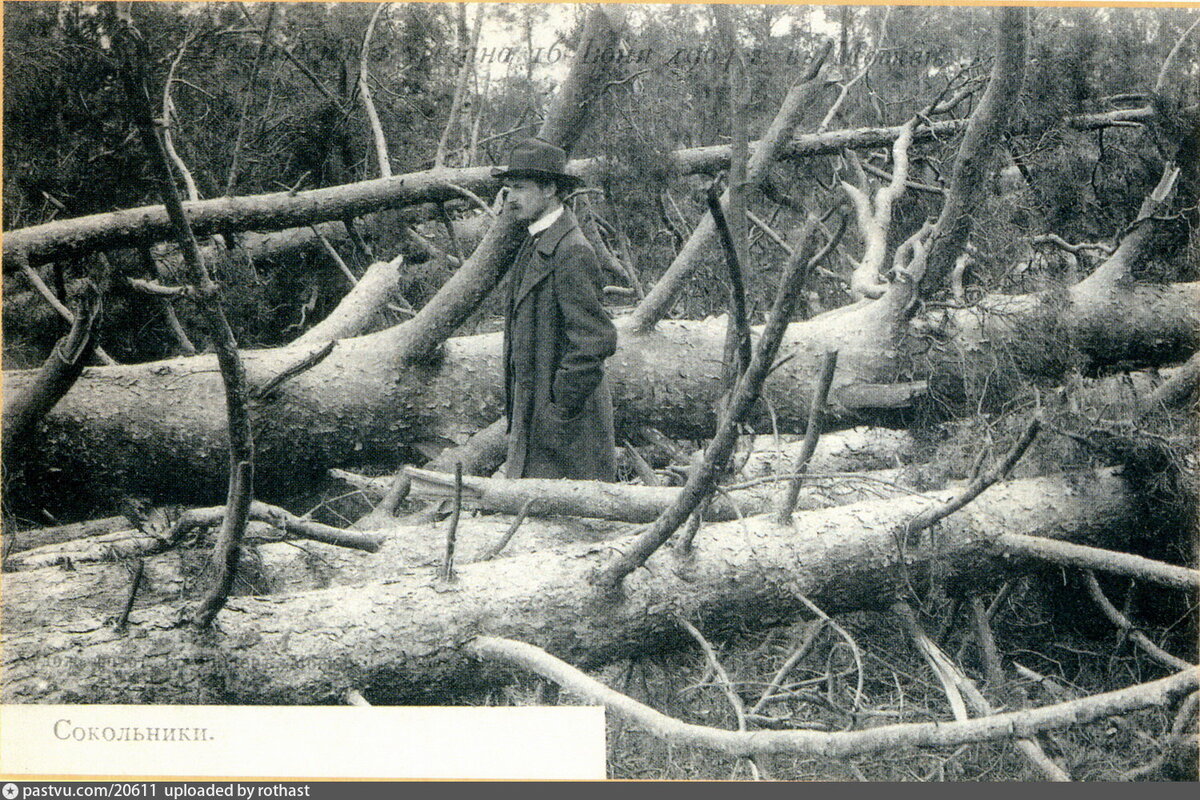 Парк "Сокольники" после урагана, 1904. С сайта www.pastvu.com.