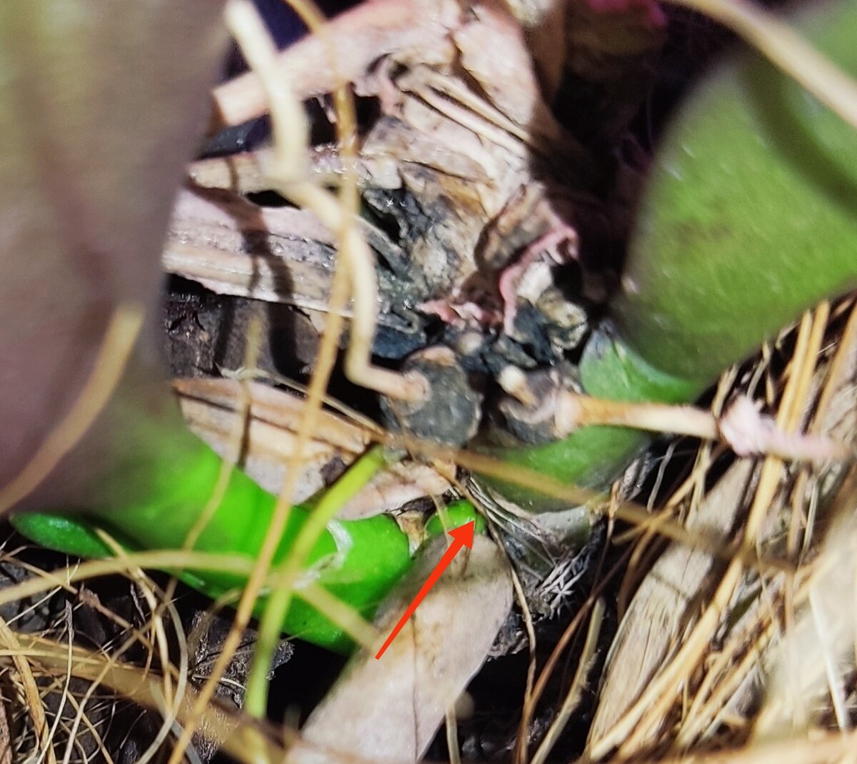 У этой детки маленький корешок появился. 