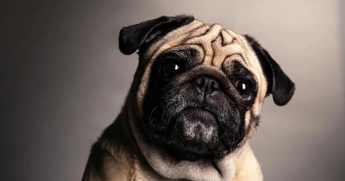 Фото из https://oir.mobi/628538-mopsy