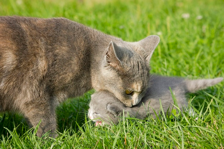 Дом для кошек