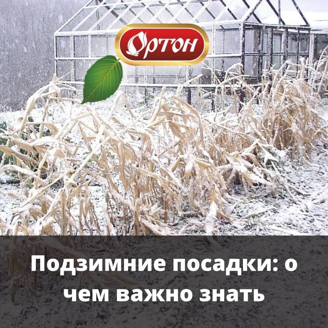 Готовь сани летом, а урожай зимой! 🎄