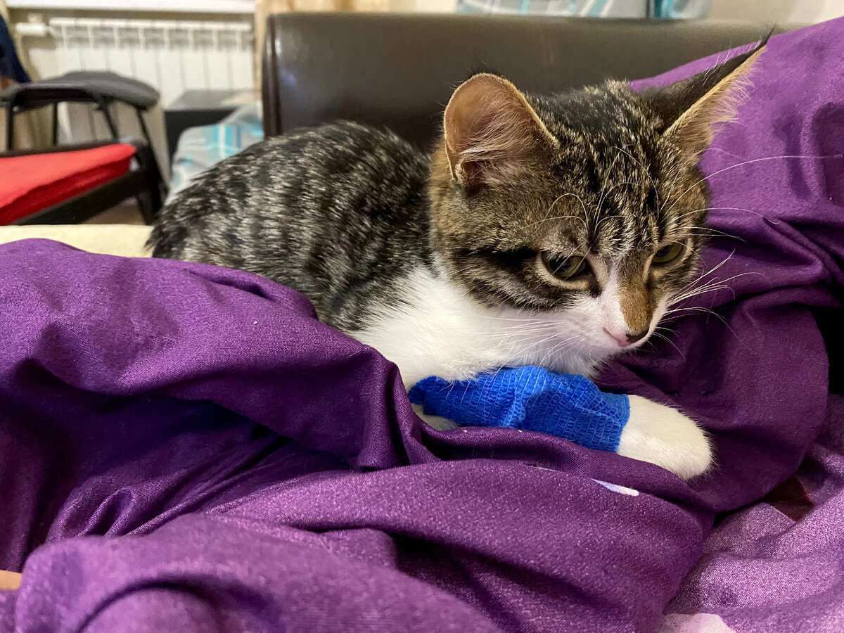 Малышу не удобно быть с этой повязкой на лапке 