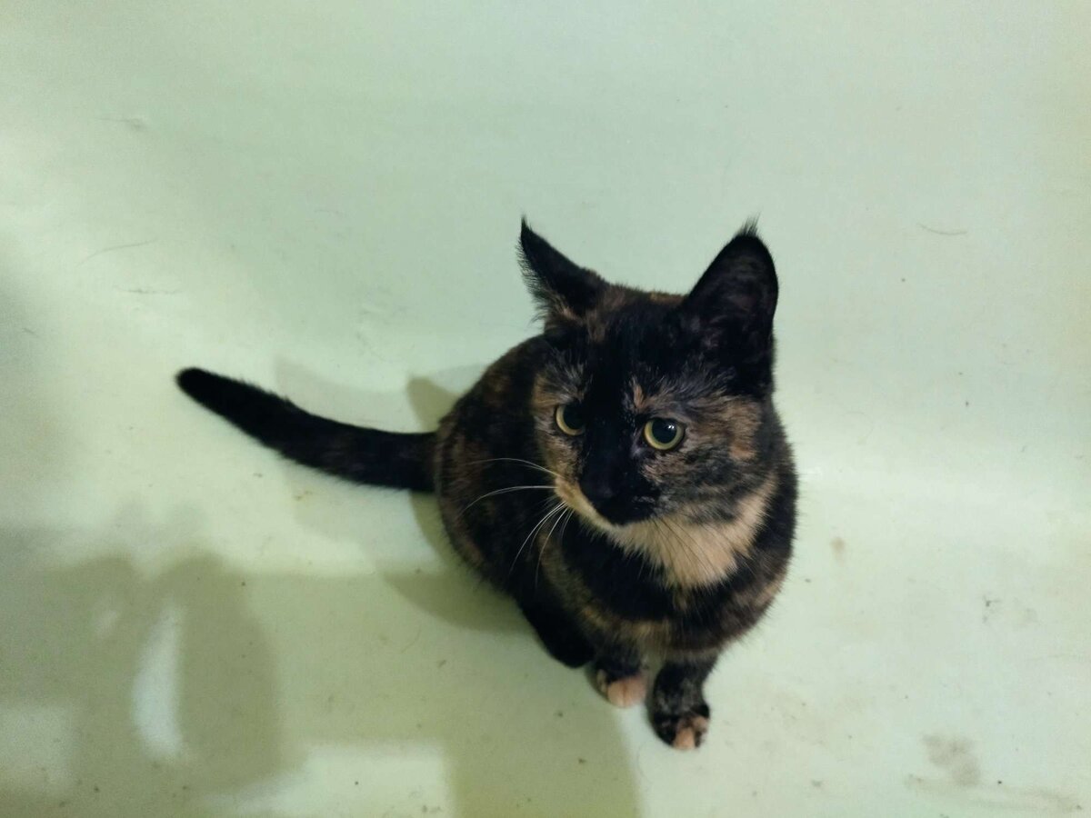 Трехцветная кошка в ванной