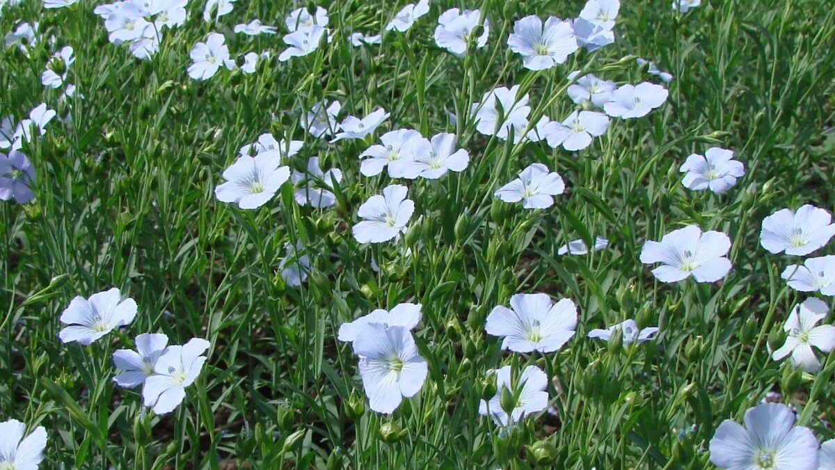 Белый лен цветы фото