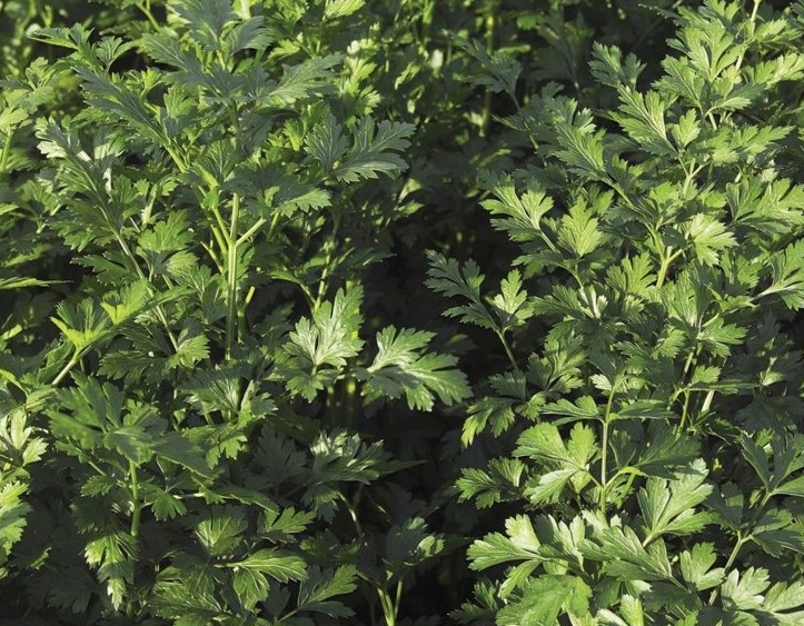 Фотография взята из источника dolina-sad.ru 