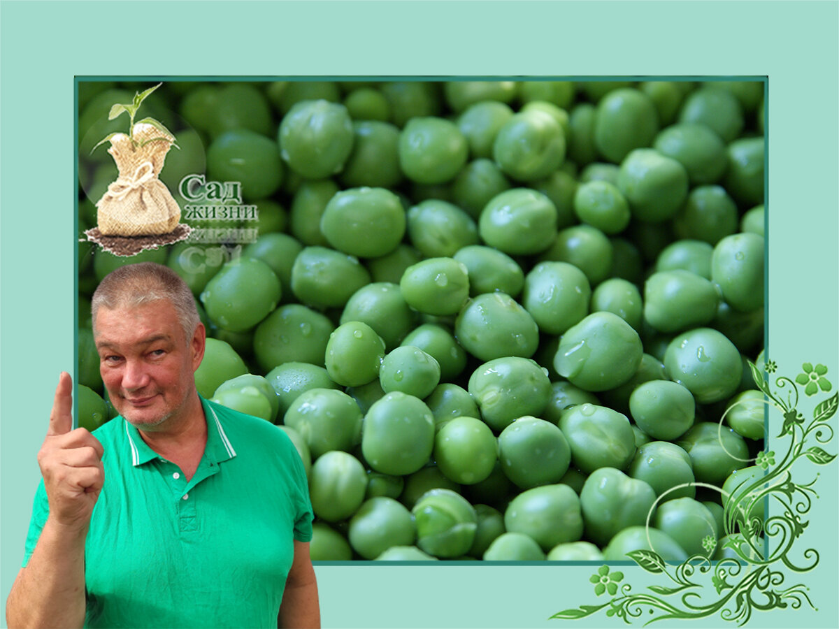 Польза гороха для человека