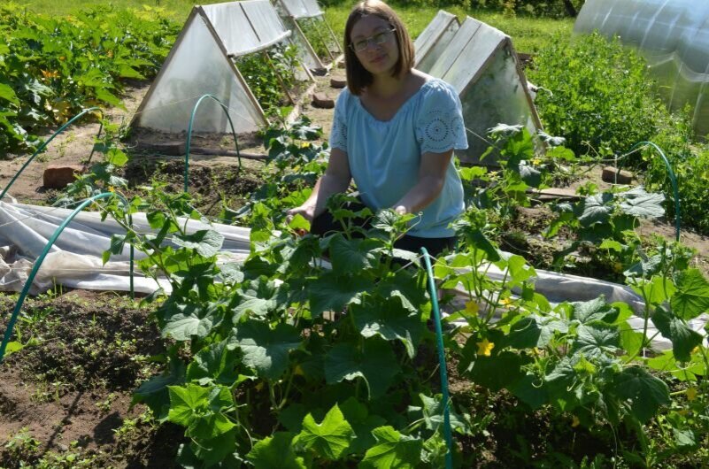 Огурцы в начале роста в открытом грунте. 