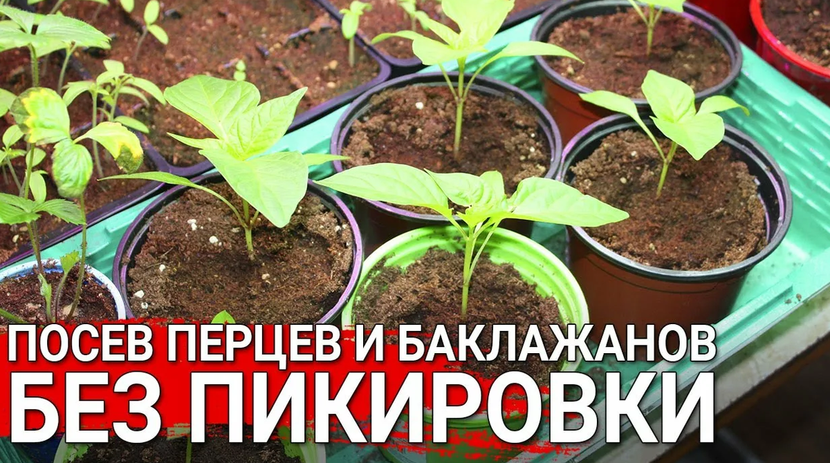 Посадка перцев и баклажанов на рассаду. Посев баклажанов на рассаду. Посадка баклажан на рассаду. Посадка перцев на рассаду. Посев перца без пикировки.