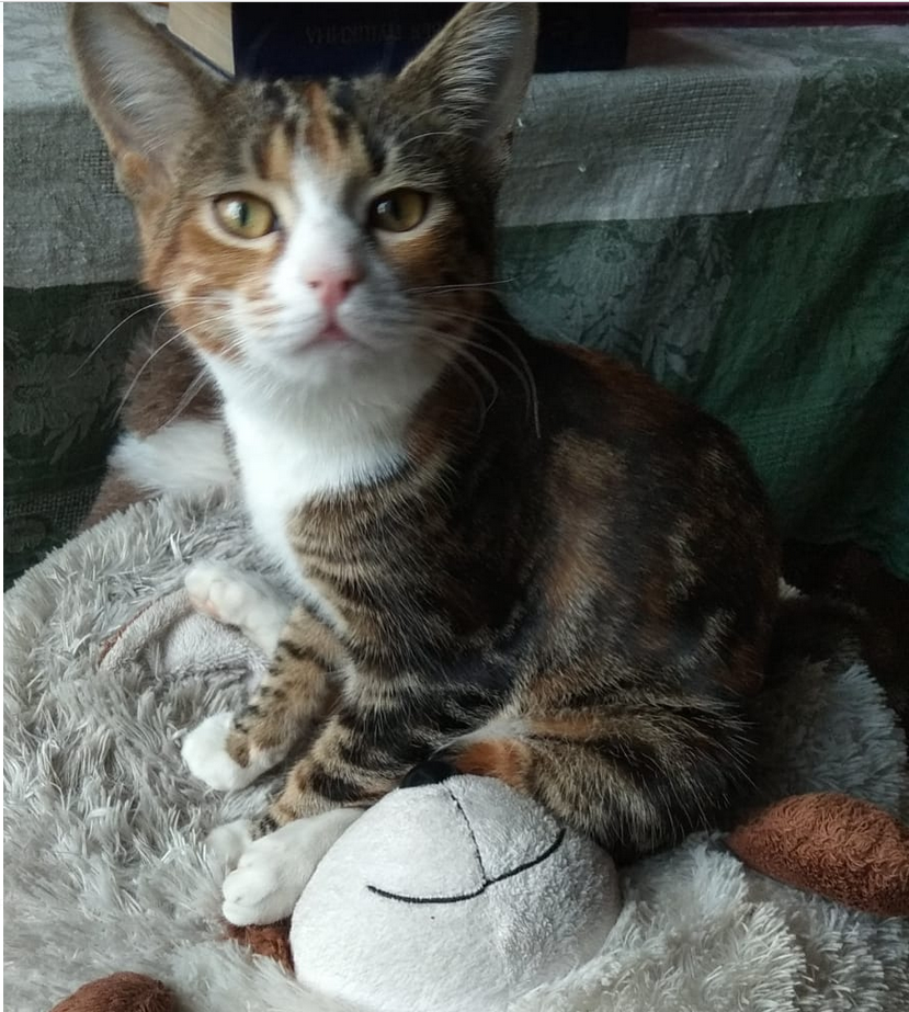 Примеривается куда прыгнуть - на клавиатуру или сразу мне на голову.