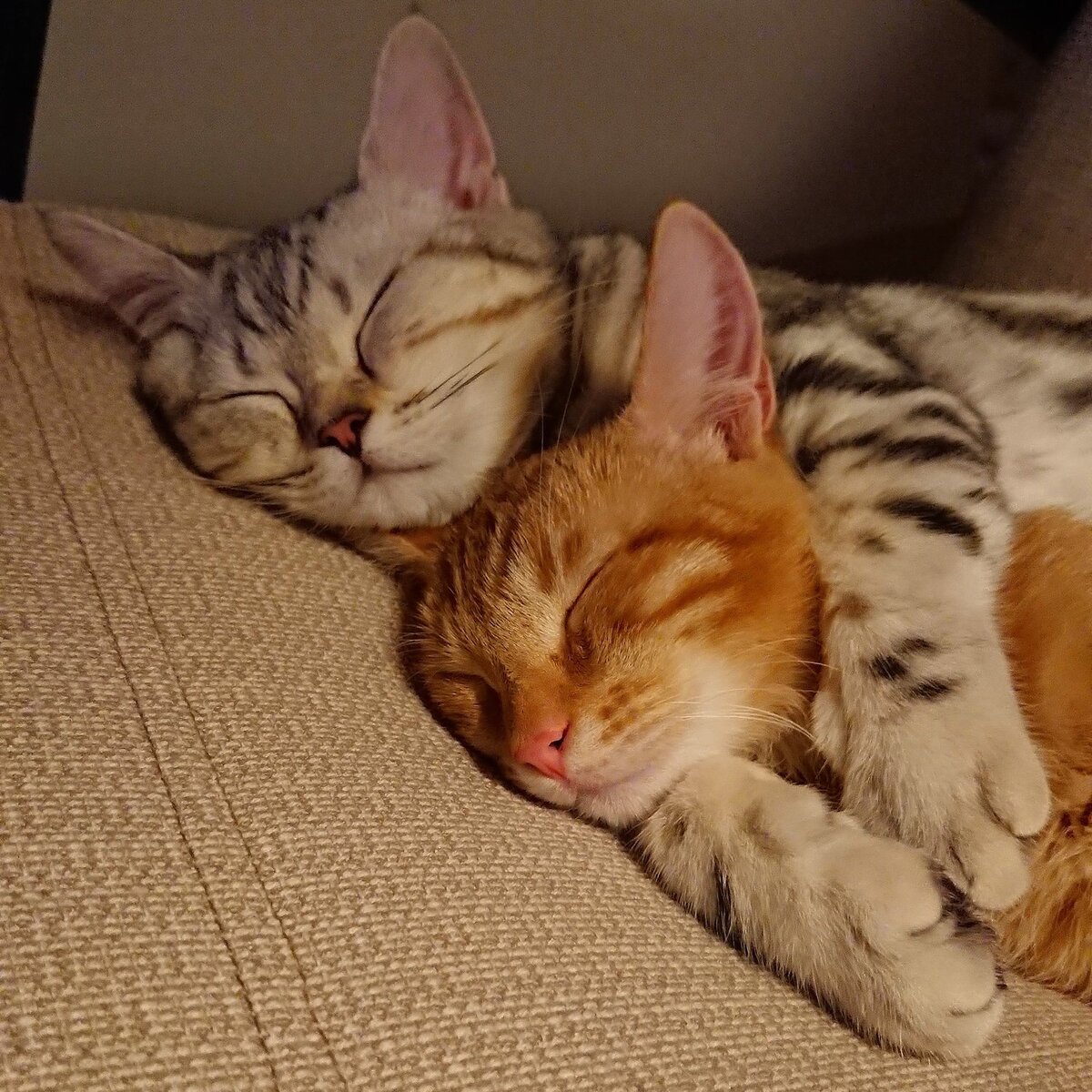 котики обнимаются в кровати
