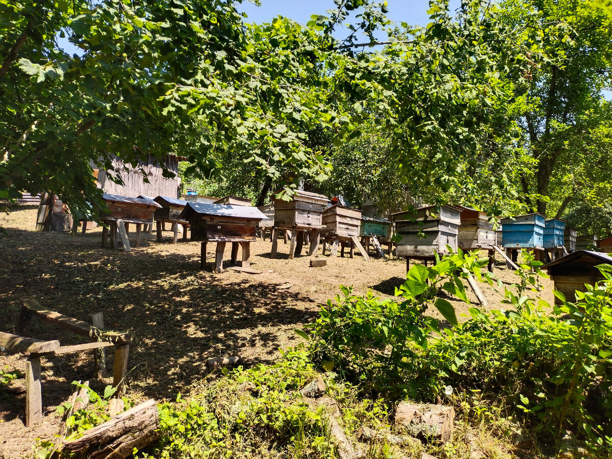 Пчелиный городок. Фото автора канала