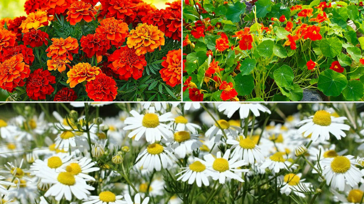 Бархатцы, настурция, ромашка