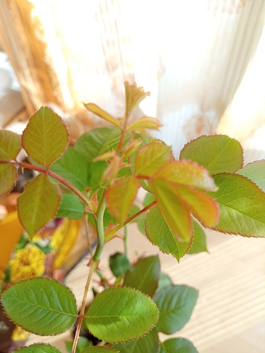 Посадила в середине февраля 