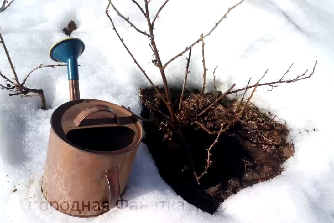 Для обливания кипятком кустов смородины использую металлическую лейку, чтобы пока ее несу до смородины горячая вода не успела сильно остыть