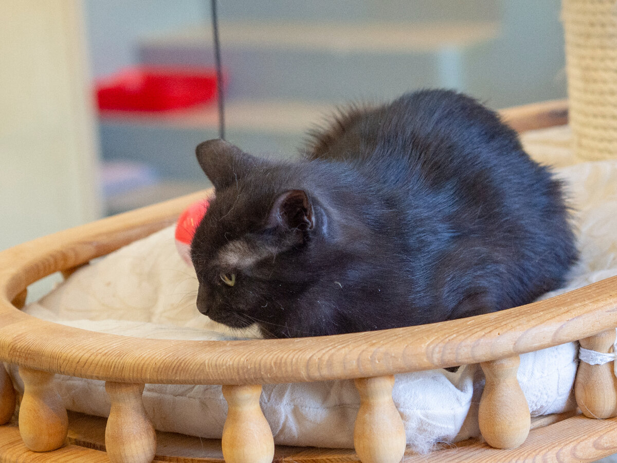 Черная кошка, как и собака, это однозначно к счастью!