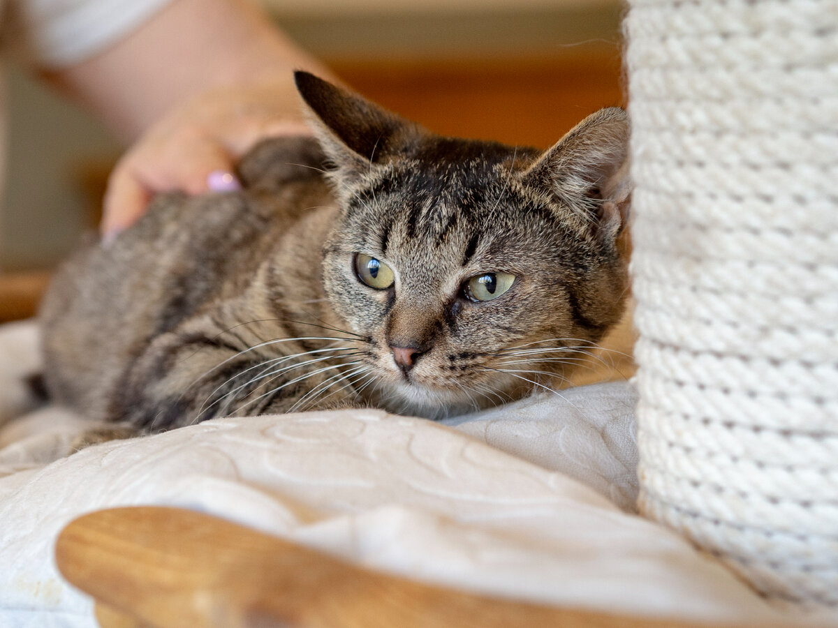 В объектив Бася смотреть не хотела. Интереснее ей было наблюдать, как кошка Мерседес роняла игрушки со стола.