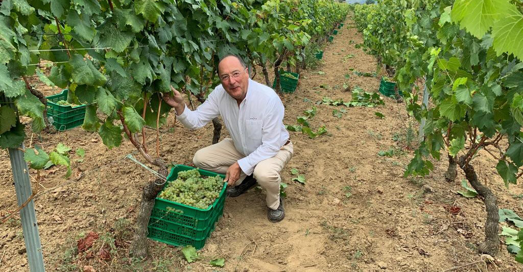 Карлос Моро на виноградниках