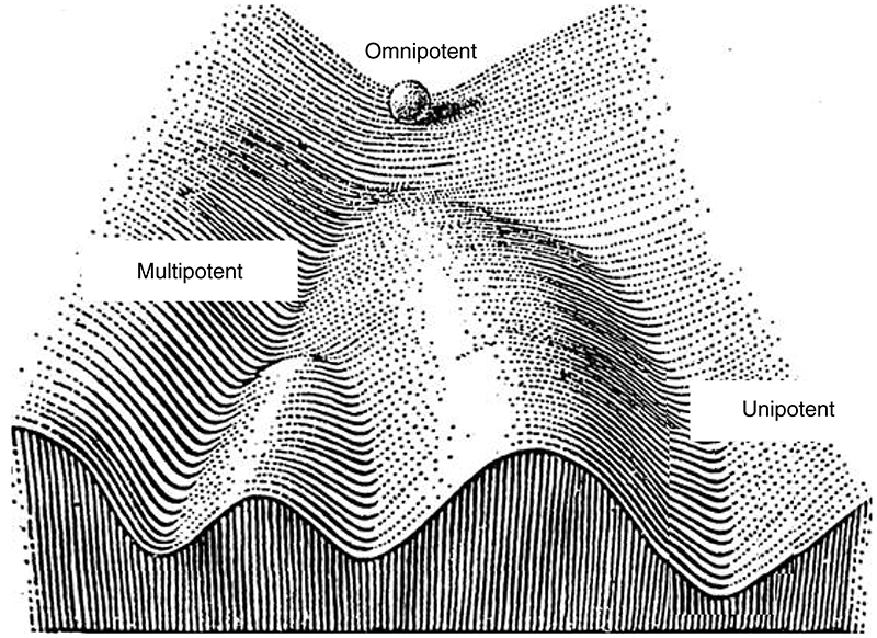 Ландшафт Уоддингтона
Alexandra Chittka et al. / Current Biology, 2012
