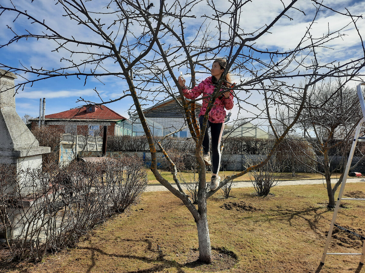 Весенняя обрезка плодовых деревьев  Ворсма, Нижегородская область.  Источник: Личная  галерея