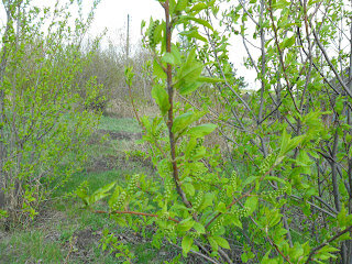 9 мая, на черемухе появились бутоны