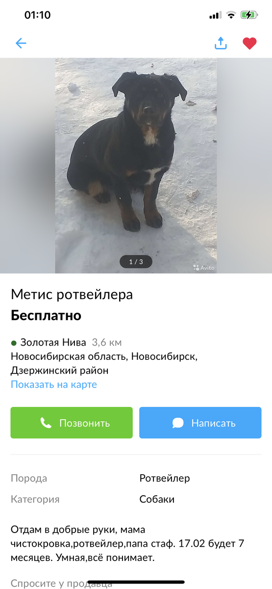 Объявление от Февраля, где говорилось, что собаке всего 7 месяцев