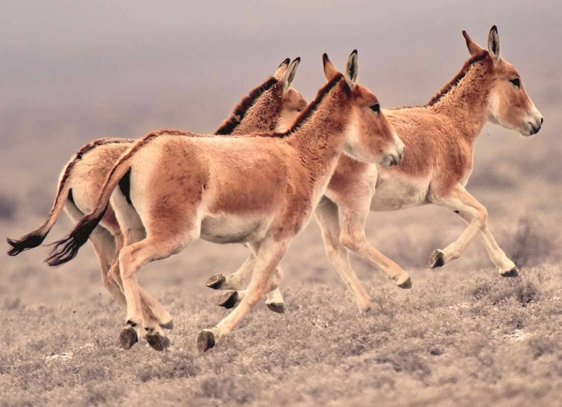 Куланы Equus hemionus Алтын-Эмель 20 декабря 2015 й Олег Белялов