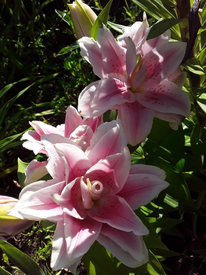 Лилия восточная махровая, сорт Roselily Ziva, поставщик - "Остров цветов"