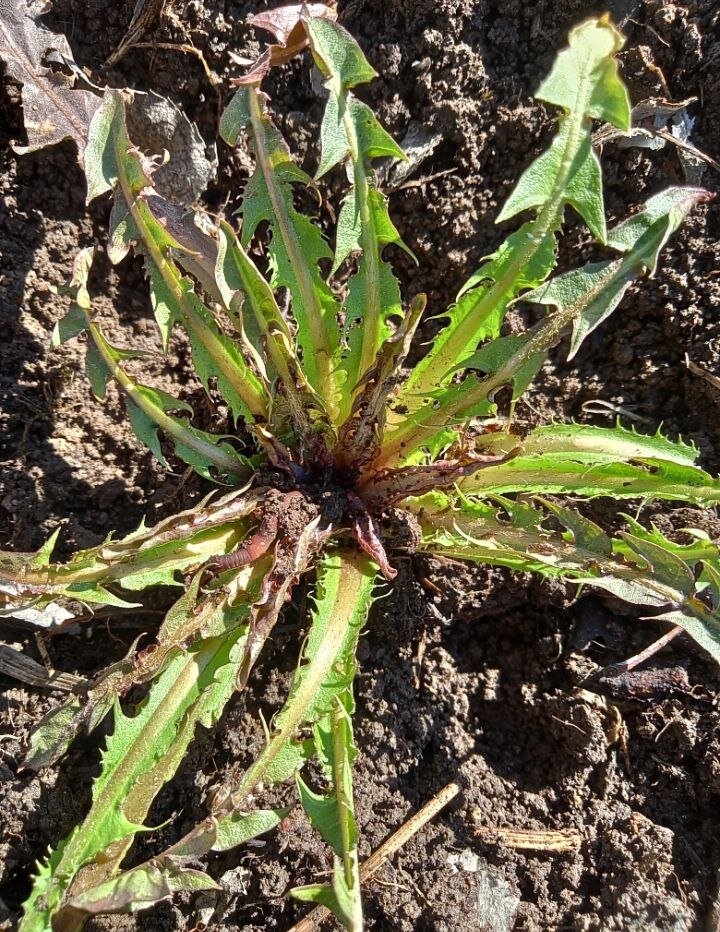 Одуванчик на моем дачном участке. Фото автора