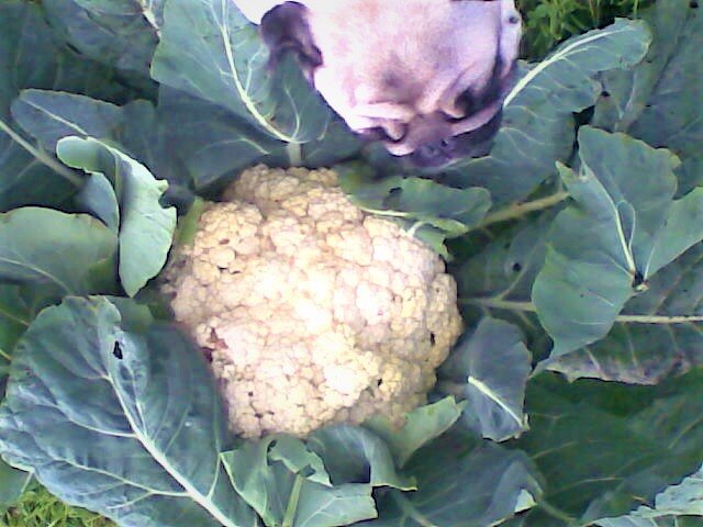 Мой любопытный мопс