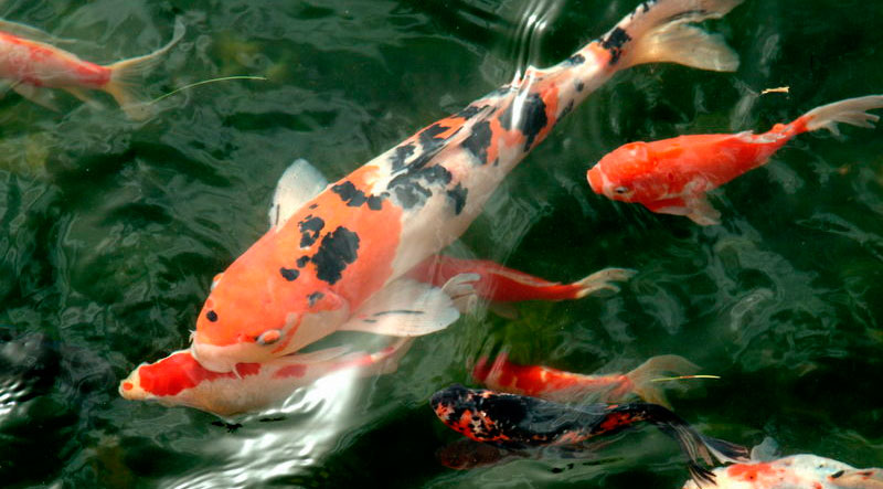 Фото с ресурсов Google.