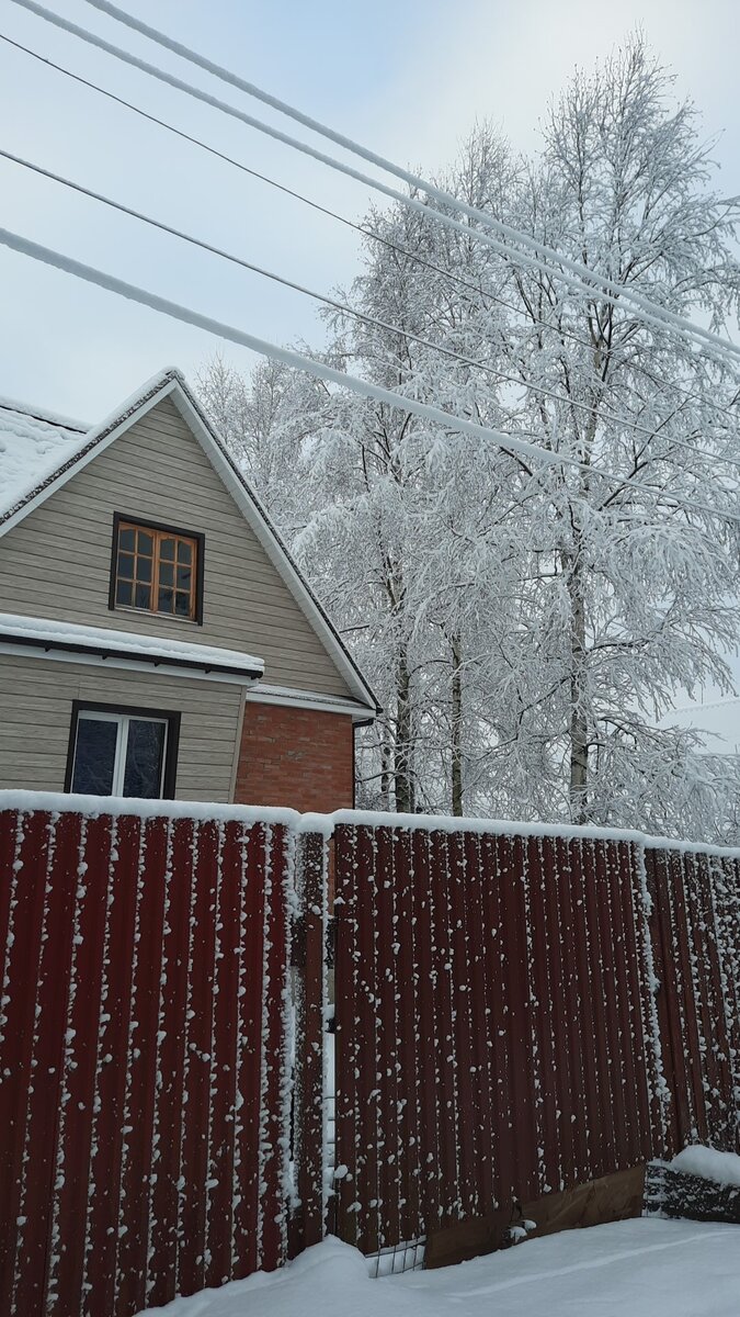 А вот красавицы-березы, которые очень радуют мой взгляд, но дают неимоверное количество листвы для уборки. Соседи намекают их спилить, но я не хочу. Березы здоровые, крепкие и соседям ничего не затеняют, а вот летом как раз добавляют приватности участку. Фото Наталья Панфилова.