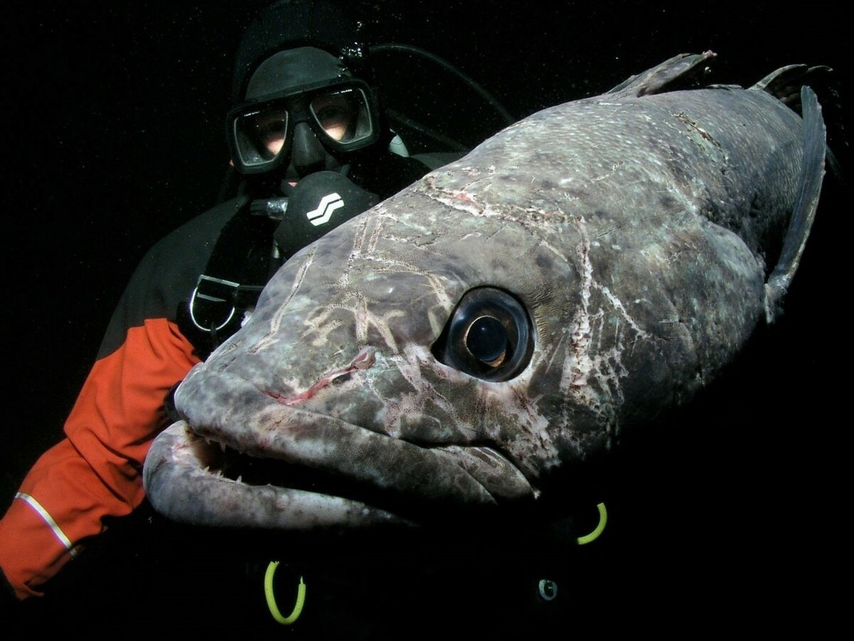 Мне кажется, в словарях рядом со словом «суровость» должно быть фото клыкача.