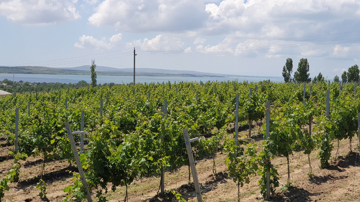 Виноградники Фанагории