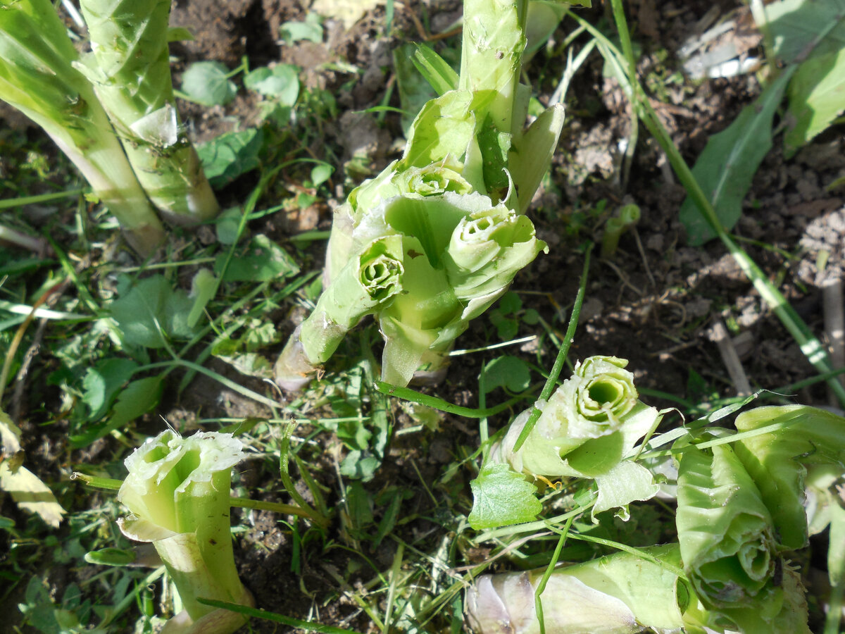 Вот она, пострадавшая хоста. Но жить будет! Благо ножи газонокосилки у нас поставлены на высоту 5-6 см, а не на 2-3