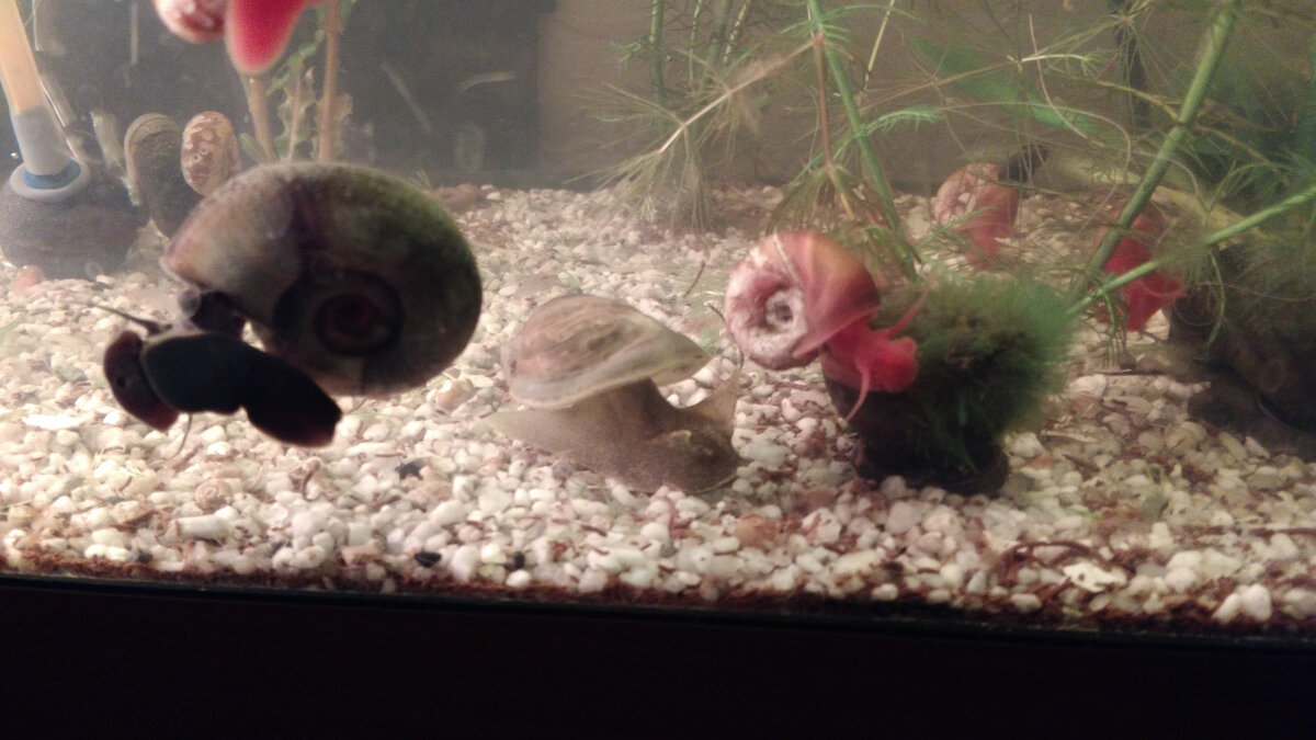 Катушка роговая ползет по стеклу