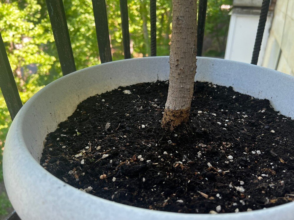 Почва для фикуса